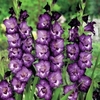 Gladiolus Macarena - 20 corms