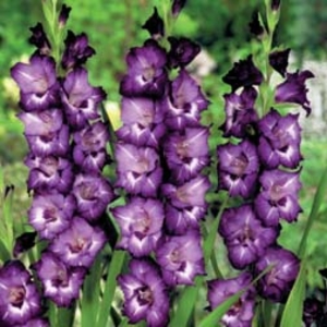 Gladiolus Macarena - 20 corms