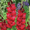 Gladiolus 
