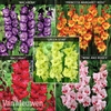 Gladiolus 