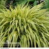 Hakonechloa macra 