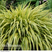 Hakonechloa macra 