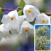 Halesia Carolina - 2 Snowdrop Trees in 9cm pots
