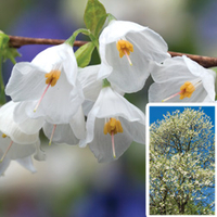 Halesia Carolina - 2 Snowdrop Trees in 9cm pots