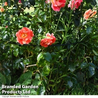 Half Round Plant Support