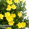 Halimium 