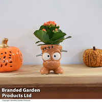 Halloween Kalanchoe in Baby Frankie Pot