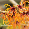 Hamamelis x intermedia 