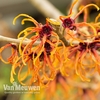 Hamamelis x intermedia 