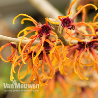 Hamamelis x intermedia 