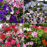 Hanging Basket Collection (Summer) - 50 plug plants