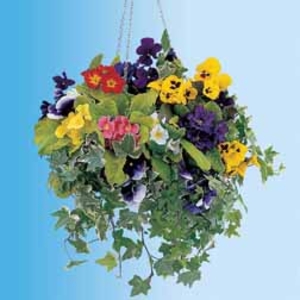 Hanging Basket Collection (Winter) - 1 collection - 6 plug plants