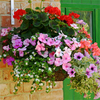 Hanging Basket Lucky Dip Collection - 100 hanging basket plug plants