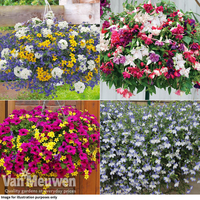 Hanging Basket Lucky Dip Collection