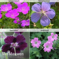 Hardy Geranium Collection
