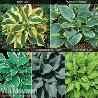 Hardy Hosta Collection