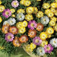 Hardy Ice Plant - 10 plug plants,  2 of each variety