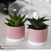 Haworthia 