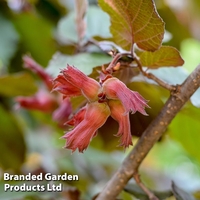 Hazelnut 