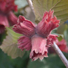 Hazelnut 