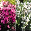 Heather Lucie and Katia Collection - 2 plants in 8cm pots