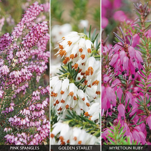 Heather Collection