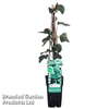 Hedera algeriensis 