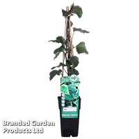 Hedera algeriensis 