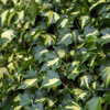 Hedera helix 