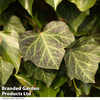 Hedera helix 