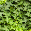 Hedera hibernica