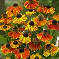 Helenium 