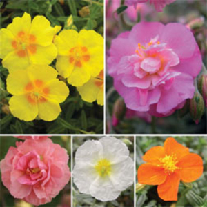 Helianthemum Collection - 5 plugplants - 1 of each variety