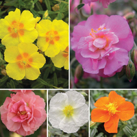 Helianthemum Collection