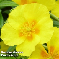 Helianthemum 