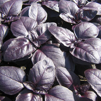 Herb Basil 