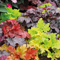 Heuchera Lucky Dip Collection
