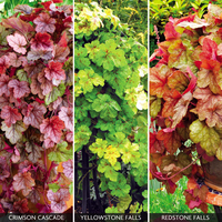 Heucherella Trailing Mix
