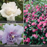 Hibiscus Collection