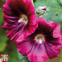 Hollyhock 
