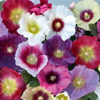 Hollyhock 