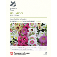 Hollyhock 