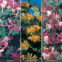 Honeysuckle Collection