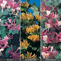 Honeysuckle Collection