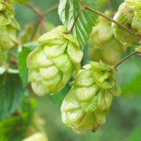Hops - 2 hop plants in 9cm pots