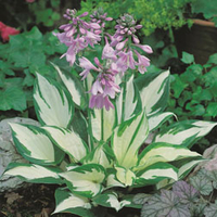 Hosta 
