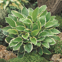 Hosta 