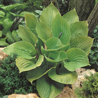 Hosta 