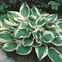 Hosta 