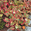Houttuynia cordata 